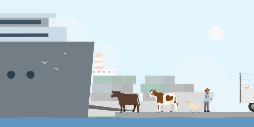 The Livestock Collective – Livestock Export Supply Chain